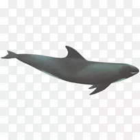 普通宽吻海豚图库溪粗齿海豚白嘴海豚