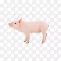 国内猪场摄影猪流感养猪场