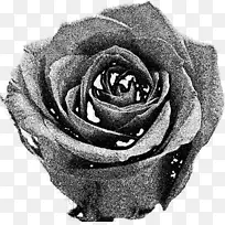 花园玫瑰黑白相间