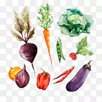 根菜水彩画素描蔬菜