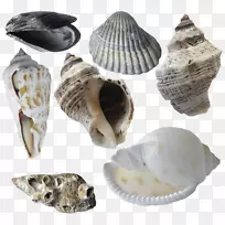 牡蛎海螺