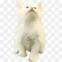 波斯猫须英国半长毛亚洲半长毛土耳其面包车