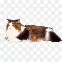 家养短毛猫狗繁殖毛皮猫