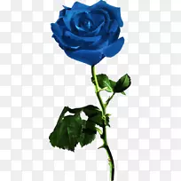 花园玫瑰蓝玫瑰花红玫瑰