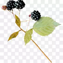 黑莓叶-黑莓