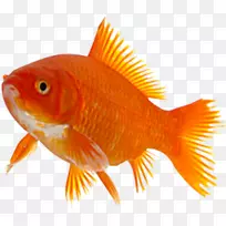 金鱼塔加养鱼海洋生物-鱼类