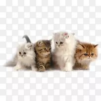 波斯猫喜马拉雅猫小猫暹罗猫布娃娃小猫