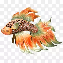 暹罗斗鱼雕像鱼