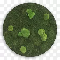 圆苔藓植物瑞士法郎冰岛苔藓球-圆