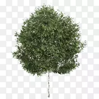 白桦树抖动白杨落叶树
