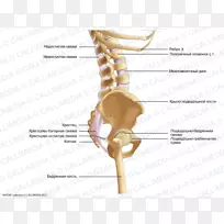 骨盆-人骨骼韧带-骨骼