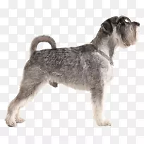 小型雪纳瑞标准雪纳瑞莱克兰猎犬线毛狐猎犬雪纳瑞拉面犬-小狗