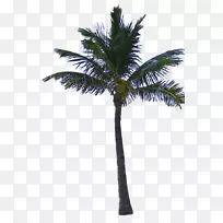 槟榔科树墨西哥扇棕榈夹艺术树