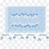 磷脂双层细胞膜亲水性疏水细胞膜