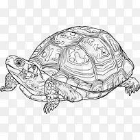盒形海龟爬行动物龟剪贴画