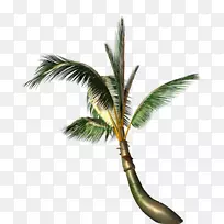 椰子树-椰子