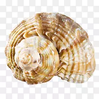 贝壳类软体动物-贝壳类