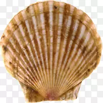 甲壳虫海胆conchology google图像-seashell