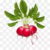 台康菜萝卜剪贴画-蔬菜