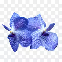 兰花蓝郁金香植物象征-花