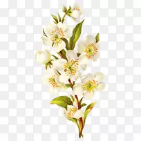 花卉植物插图画植物学-花