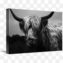 牛野生动物摄影-高地牛