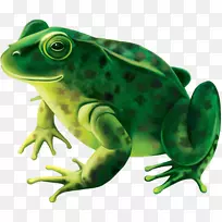蛙股摄影-免费青蛙