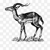 雪佛兰黑斑羚羚羊牵鹿