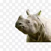 马雷西犀牛陆生动物-动物