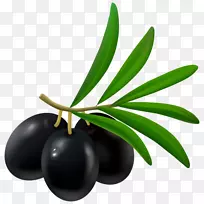 地中海菜橄榄油卡拉玛塔橄榄油橄榄叶橄榄油