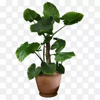 植物花盆-植物