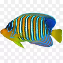 热带鱼珊瑚礁鱼