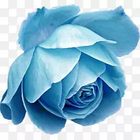 蓝玫瑰海滩玫瑰花桌面壁纸-花