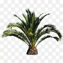 罗斯托纳金丝雀岛枣棕榈树
