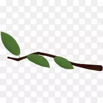 叶植物茎-t字