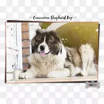 高加索牧羊犬Pyrenean Mastiff Karakachan培育中亚牧羊犬