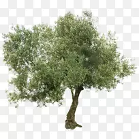 橄榄树图片，希腊菜，树，地中海盆地-橄榄