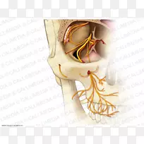 眶下神经解剖上颌神经颧骨神经