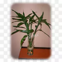 花盆植物茎