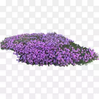 英国薰衣草花园紫罗兰花