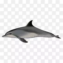 普通宽吻海豚，短喙海豚，斑点海豚，粗齿海豚，图库西海豚-海豚