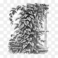 视觉艺术松树素描-植物插图