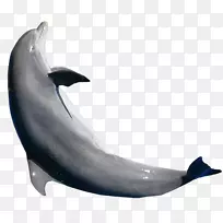普通宽吻海豚图库溪短喙普通海豚白嘴海豚粗齿海豚
