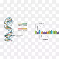 双螺旋：发现dna核酸双螺旋分子生物学结构的个人记述