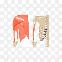 肱三头肌起源与插入二头肌解剖臂