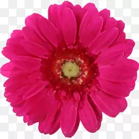 德兰士瓦菊科粉红色玫瑰普通雏菊-花朵真