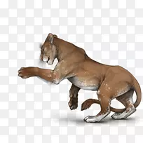 狮子鬃毛野马大猫狮