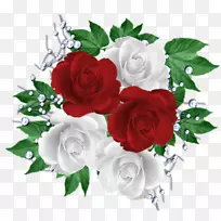 花园玫瑰白色红花玫瑰