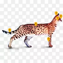 加利福利亚州有一只八角豹，孟加拉野猫，大草原猫，西洛猎豹。
