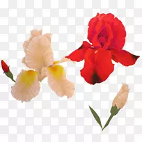 美人蕉(Canna Iris)家族切花，植物茎虹膜